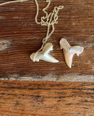 fosilní žraločí zub mňam! Dej sem ten zub! Zlatý zuby!🦷🦷🦷 #tercier #maroko #zub #zlato #zlatyzuby #zlatyoci